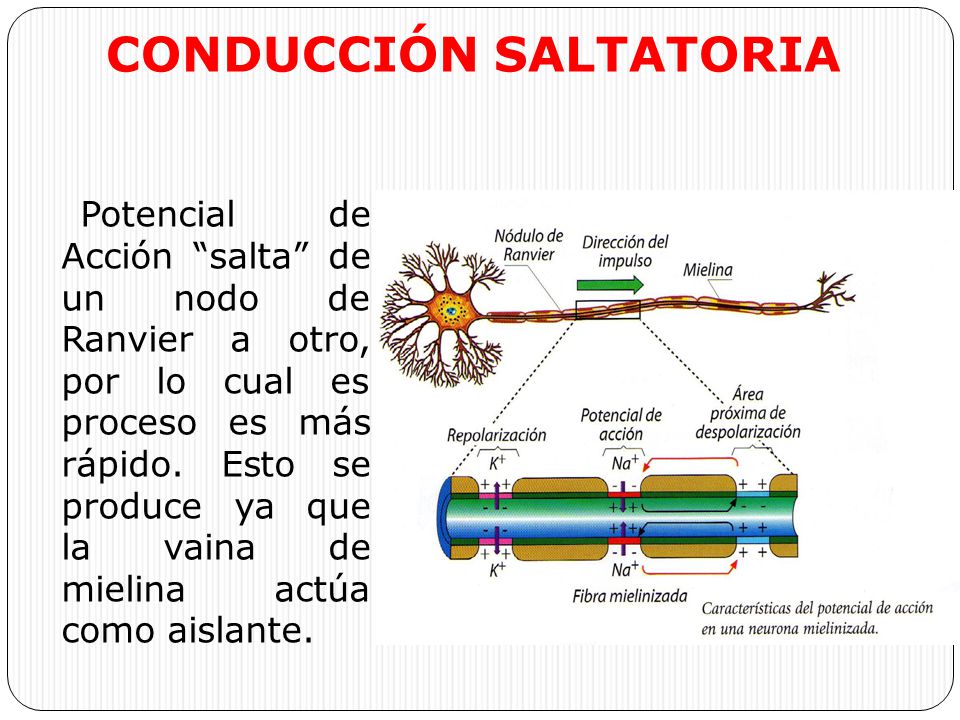 Conduccion saltatoria del impulso nervioso concepto